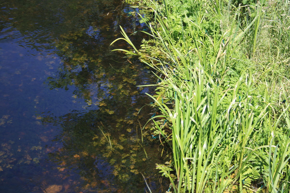 Billede af vandhul og græs og insekter ved bredden.