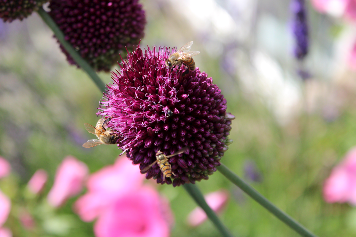 Billede af bi i blomst